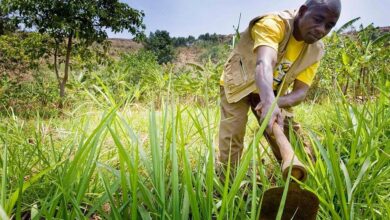 Transforming African Agriculture: Leveraging Technology for a Sustainable and Prosperous Future