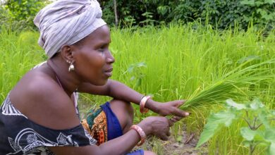 Climate Investment in Female Entrepreneurs