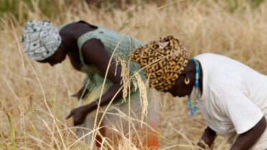 African women entrepreneurs are a smart bet for climate change investment: research shows why