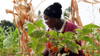 7 Women Changing the Future of Farming in Africa