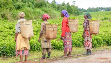 Women lead the way in climate adaptation in Africa